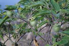 Datura innoxia