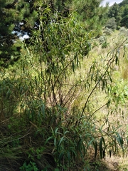 Barkleyanthus salicifolius