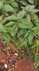 Heliotropium tiaridioides