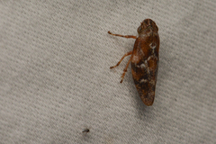 Aphrophora