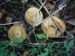 Scleroderma verrucosum