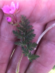 Erodium cicutarium cicutarium