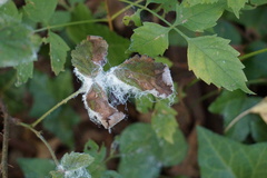 Phylloplecta tripunctata