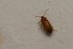 Isomira