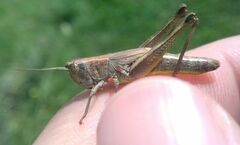 Pseudochorthippus parallelus