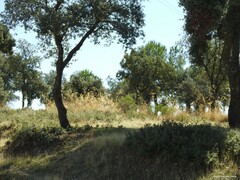 Celtica gigantea