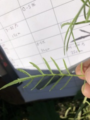 Sisymbrium altissimum
