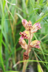 Orobanche gracilis