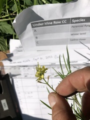 Sisymbrium altissimum