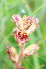 Orobanche gracilis