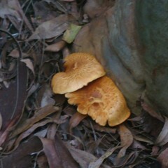 Gymnopilus