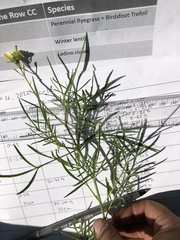 Sisymbrium altissimum