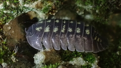 Armadillidium depressum