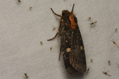 Abagrotis
