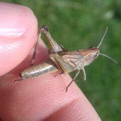 Pseudochorthippus parallelus