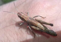 Pseudochorthippus parallelus