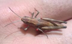 Pseudochorthippus parallelus