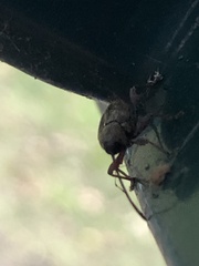 Curculio glandium