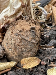 Pisolithus