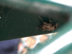Curculio glandium