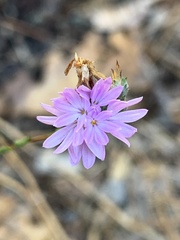 Lessingia