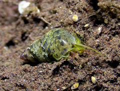 Phasianella solida