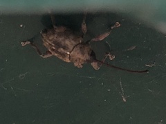 Curculio glandium