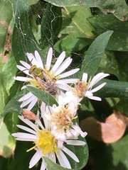 Agapostemon
