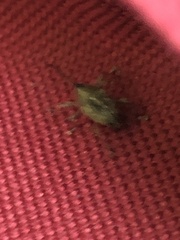 Curculio glandium