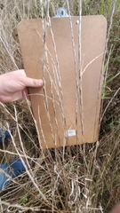 Thinopyrum intermedium