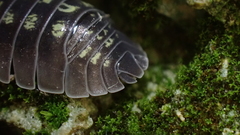Armadillidium depressum