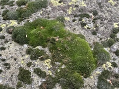 Bryum argenteum