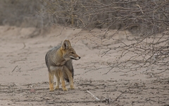 Lycalopex griseus