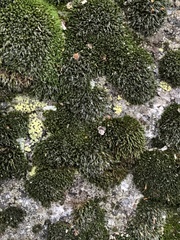 Bryum argenteum