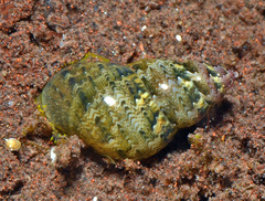 Phasianella solida