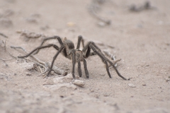 Grammostola