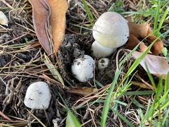 Agaricus xanthodermus