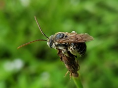 Eucerini