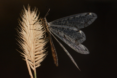 Dendroleon speciosus