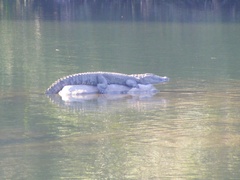 Crocodylus palustris
