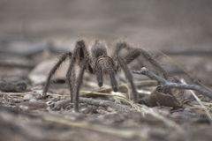 Grammostola