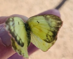 Colias philodice