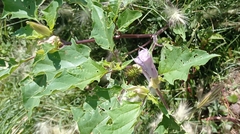 Datura stramonium