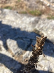 Orthocarpus bracteosus