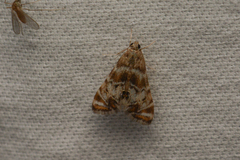 Petrophila confusalis