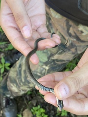 Drymobius margaritiferus