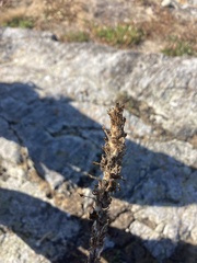 Orthocarpus bracteosus