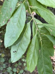 Oxydendrum arboreum