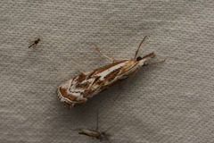 Catoptria oregonicus