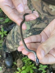 Drymobius margaritiferus